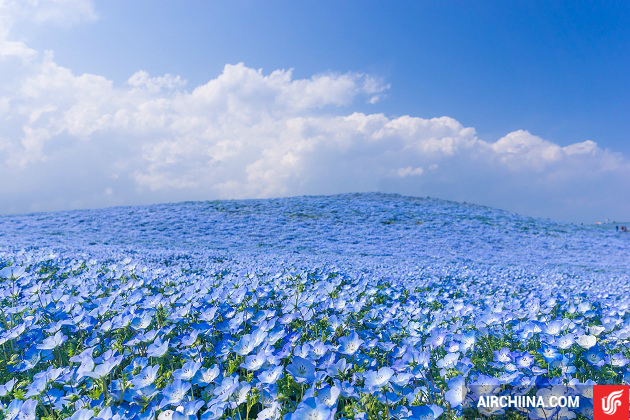 Lạc bước giữa thiên đường hoa Nhật Bản